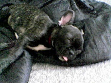 Fransk bulldog Chica - chica da vi næsten lige havde fået hende :o) billede 4