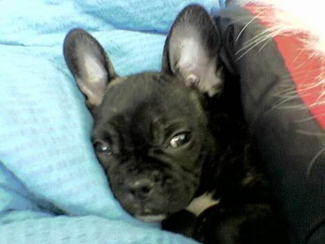 Fransk bulldog Chica - chica som lille.... billede 6