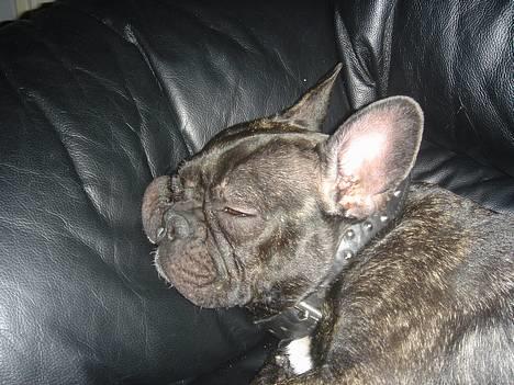 Fransk bulldog Chica - zzzzzzzzzzzzzzzzzzzz billede 7