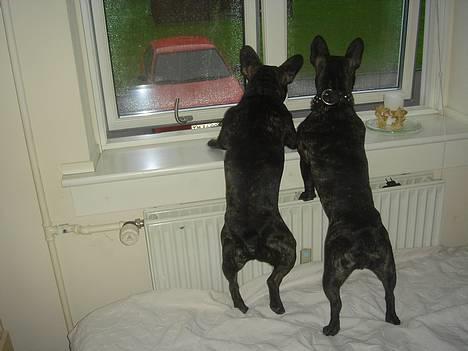 Fransk bulldog Chica - mig og lillebror lurer på genboen :o) billede 8