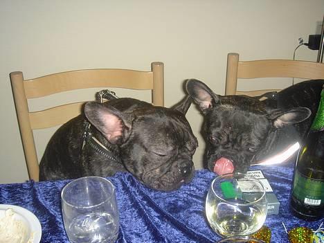 Fransk bulldog Chica - nytårsløjer....hmmm billede 9