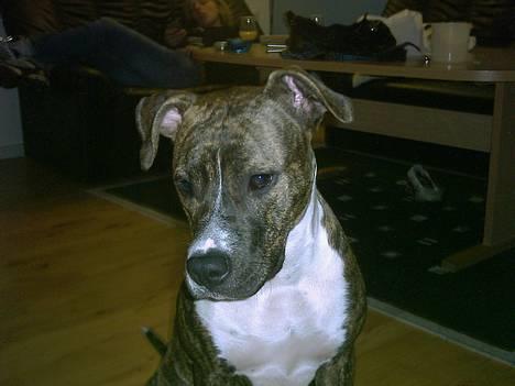 Amerikansk staffordshire terrier milla - milla 7 mrd billede 1