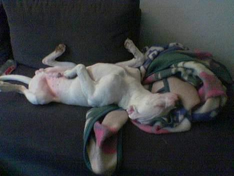 Amerikansk bulldog kayzer - dette billed siger vist sig selv :o) billede 14