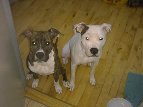 Amerikansk staffordshire terrier milla - de 2 billede 2
