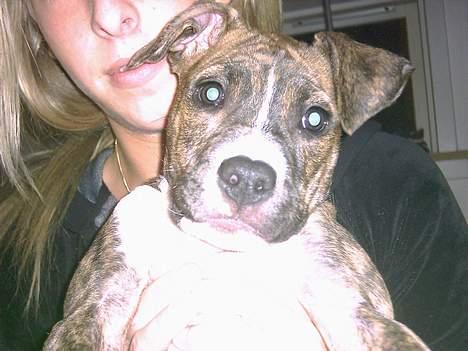 Amerikansk staffordshire terrier milla billede 3