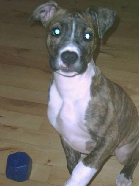 Amerikansk staffordshire terrier milla - milla 5 mrd billede 4