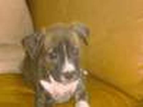 Amerikansk staffordshire terrier milla - milla 8 uger billede 5