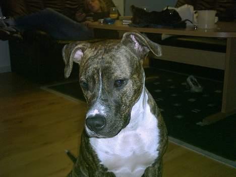 Amerikansk staffordshire terrier milla - milla kigger billede 6