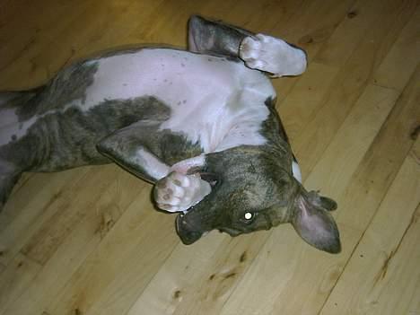 Amerikansk staffordshire terrier milla - milla bider i sig selv umm billede 7