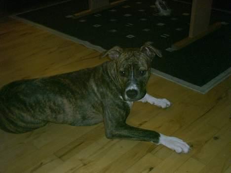 Amerikansk staffordshire terrier milla - leger billede 8