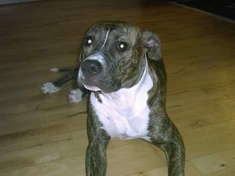 Amerikansk staffordshire terrier milla - vil ikk høre efter billede 9