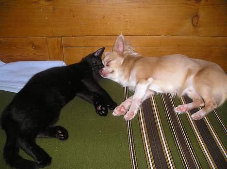 Chihuahua Bailey - ligger lige og tager mig en lur sammen med min ynglingsmis, vi elsker hinanden! billede 10