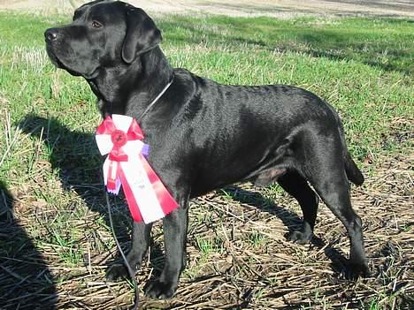 Labrador retriever Balder Død 4/1-06 - Balder med hans flotte roset da han blev Nordisk Vinder 2004 billede 1