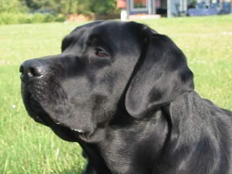 Labrador retriever Balder Død 4/1-06 billede 2
