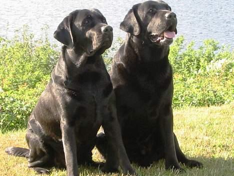 Labrador retriever Balder Død 4/1-06 - Balder og mine forældres hund, Janus. Balder sidder til venstre billede 3