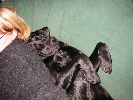 Labrador retriever Balder Død 4/1-06 - Balder og mig slapper af på sofaen billede 4