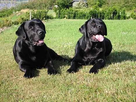 Labrador retriever Balder Død 4/1-06 - Endnu engang Balder og Janus. Denne gang ligger Balder til højre billede 5