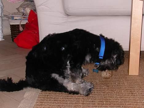 Lhasa apso Arthur billede 13