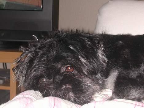 Lhasa apso Arthur billede 14