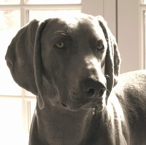 Weimaraner Sønderskoven's Aiko  - her er jeg så  billede 1