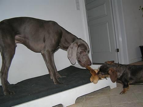 Weimaraner Sønderskoven's Aiko  - Du får den altså ikke  billede 2