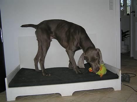 Weimaraner Sønderskoven's Aiko  - Miin julegave  billede 3