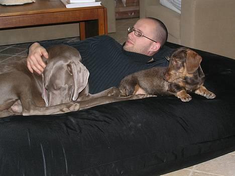 Weimaraner Sønderskoven's Aiko  - MMM billede 4