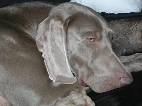Weimaraner Sønderskoven's Aiko  - Boble   billede 5