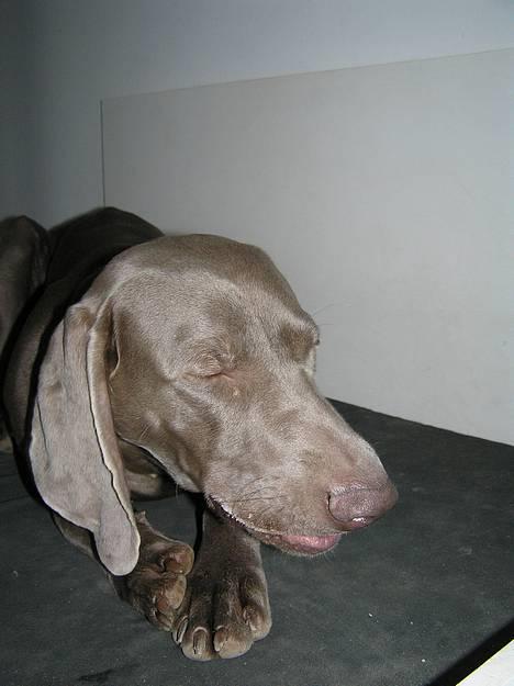 Weimaraner Sønderskoven's Aiko  - Tyggepind billede 6