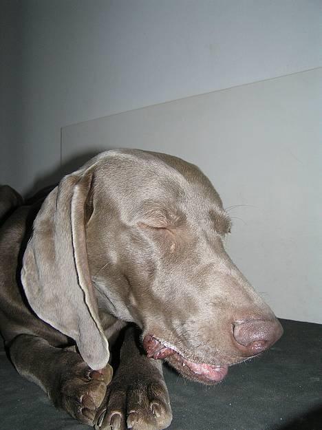 Weimaraner Sønderskoven's Aiko  - Mere tyggepind billede 7