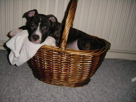 Amerikansk staffordshire terrier Taz.. - Er jeg ikke bare sød..... billede 10