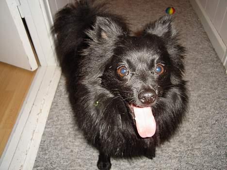 Pomeranian Eddie R.I.P. 24.01.2012 - Eddie billede 1