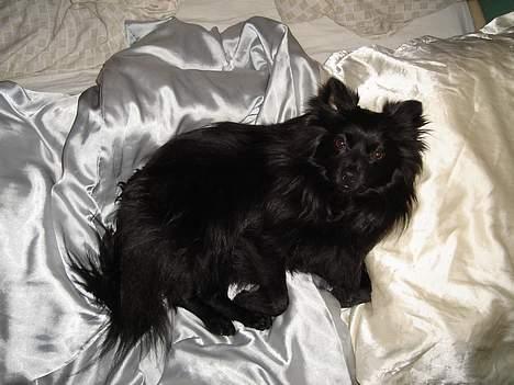 Pomeranian Eddie R.I.P. 24.01.2012 - Ja man skal jo ligge godt billede 2