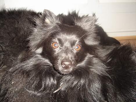 Pomeranian Eddie R.I.P. 24.01.2012 - Eddie putter sammen med vores New Foundlander (djingo) billede 3