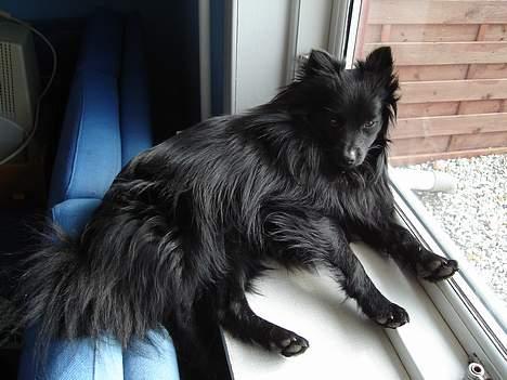 Pomeranian Eddie R.I.P. 24.01.2012 - Eddie på sin udkigspost billede 4