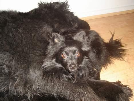 Pomeranian Eddie R.I.P. 24.01.2012 - Eddie ligger sammen med vores New Foundlander billede 5