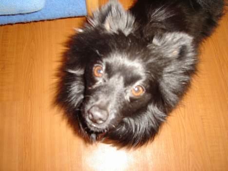 Pomeranian Eddie R.I.P. 24.01.2012 - billede siger alt billede 6