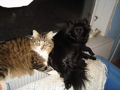 Pomeranian Eddie R.I.P. 24.01.2012 - Eddie ligger sammen med vores norsk skovkat billede 7