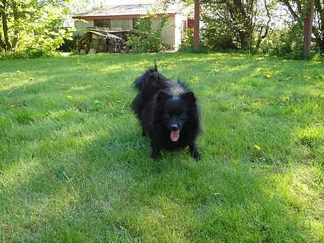 Pomeranian Eddie R.I.P. 24.01.2012 - Eddie klar til at bolden bliver sparket billede 8