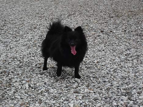 Pomeranian Eddie R.I.P. 24.01.2012 - Eddie klar til sjov billede 9