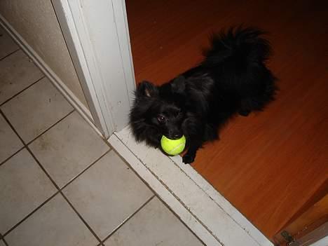 Pomeranian Eddie R.I.P. 24.01.2012 - Eddie med sit favorit legetøj (bold) billede 10