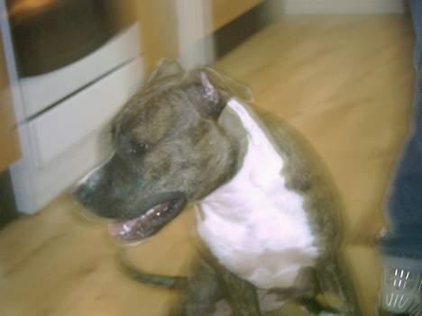 Amerikansk staffordshire terrier milla - milla  billede 10