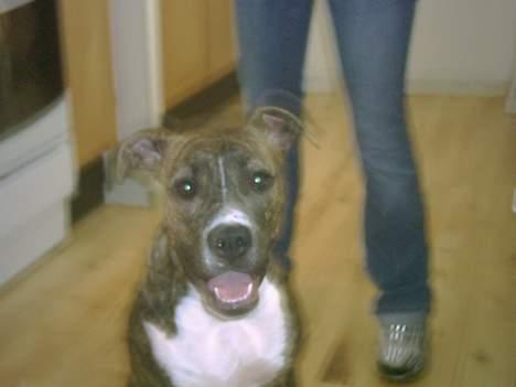 Amerikansk staffordshire terrier milla - milla har lige været ude og lege billede 11