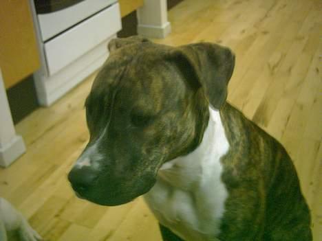 Amerikansk staffordshire terrier milla - milla ude på numre billede 12