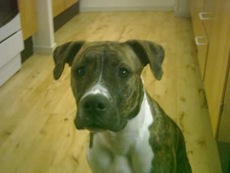 Amerikansk staffordshire terrier milla - milla kigger på mig billede 13