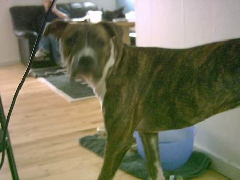 Amerikansk staffordshire terrier milla - hmm billede 14