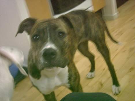 Amerikansk staffordshire terrier milla - vil lege billede 15