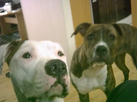 Amerikansk staffordshire terrier milla - kast bolden billede 16