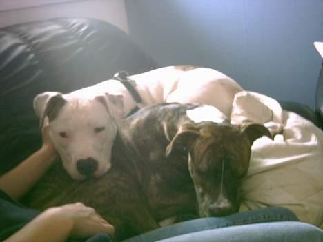 Amerikansk staffordshire terrier milla - slapper af billede 17