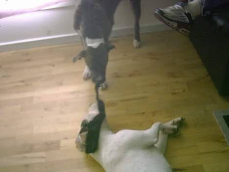 Amerikansk staffordshire terrier milla - igang igen leger for fuld skrue billede 19